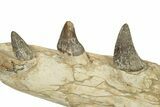 Fossil Primitive Whale (Pappocetus) Jaw - Morocco #227169-5